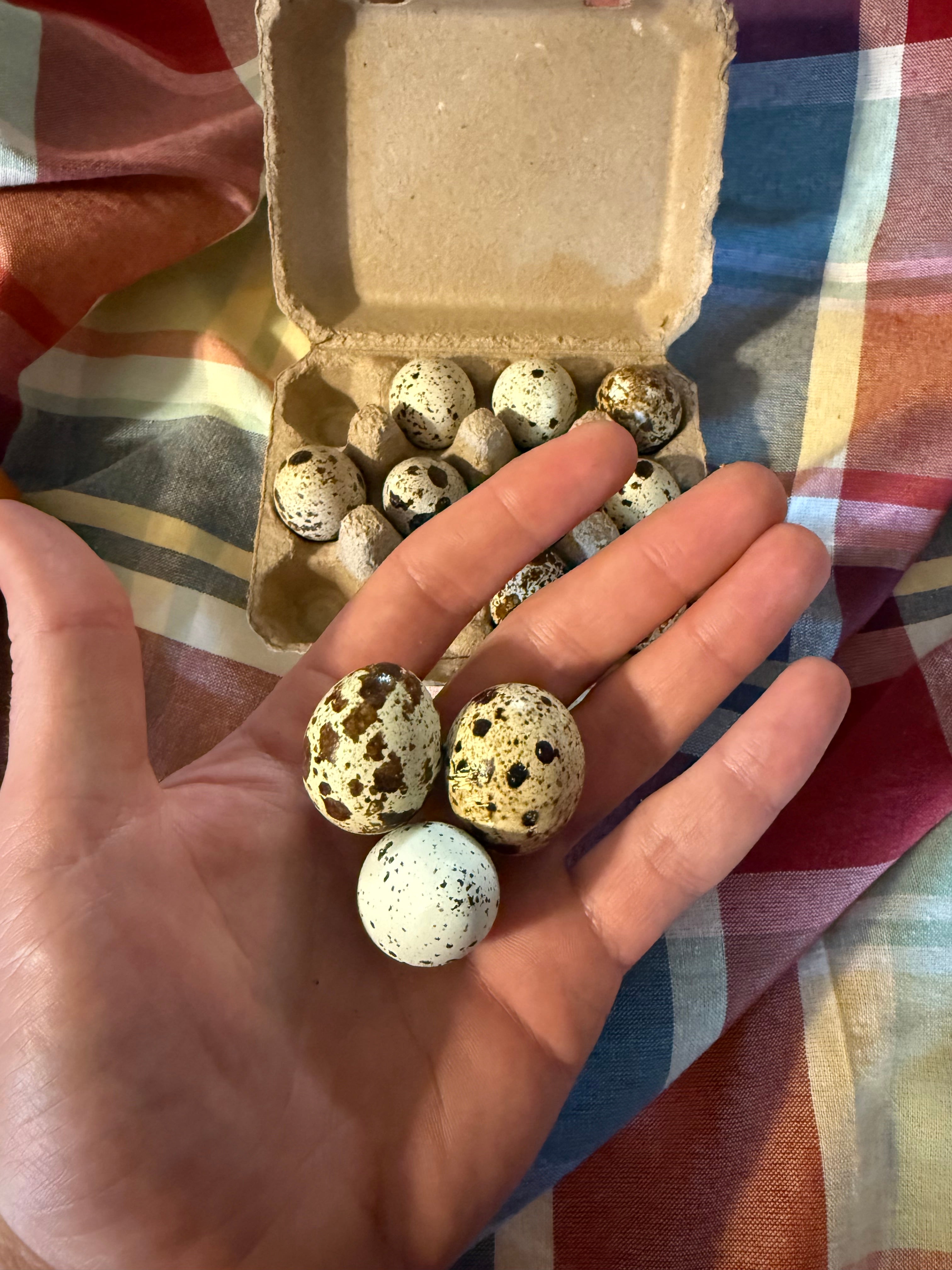 Quail Eggs
