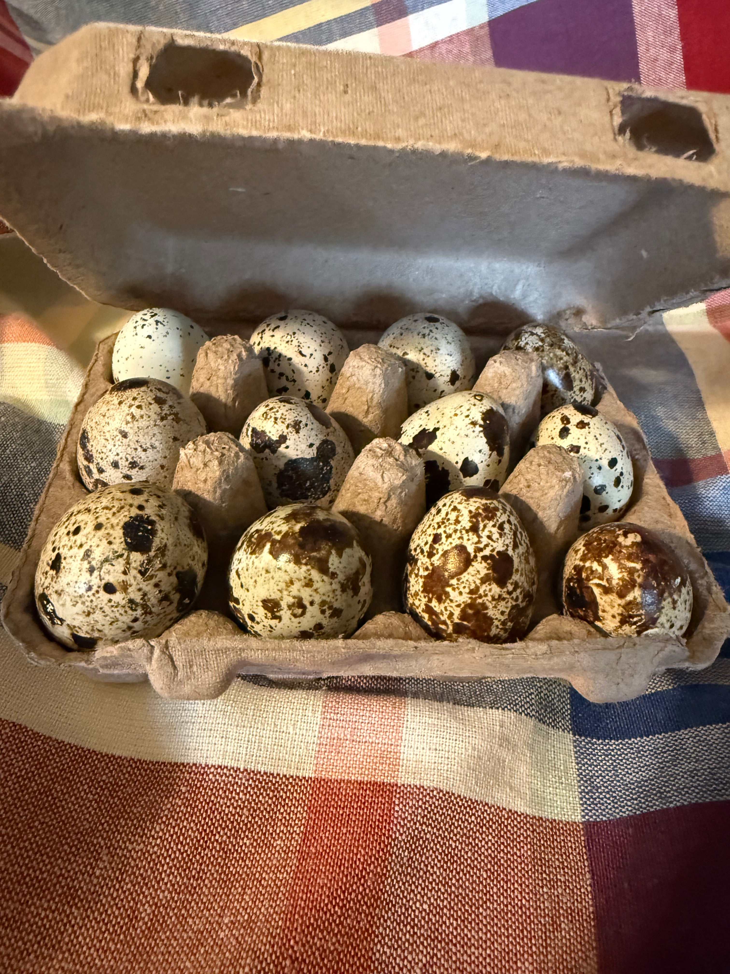 Quail Eggs